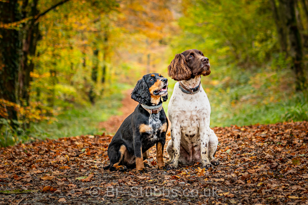 Cocker and Springer Spaniel on Autumn page