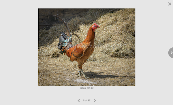 Image of Cockerell showing image code and right arrow