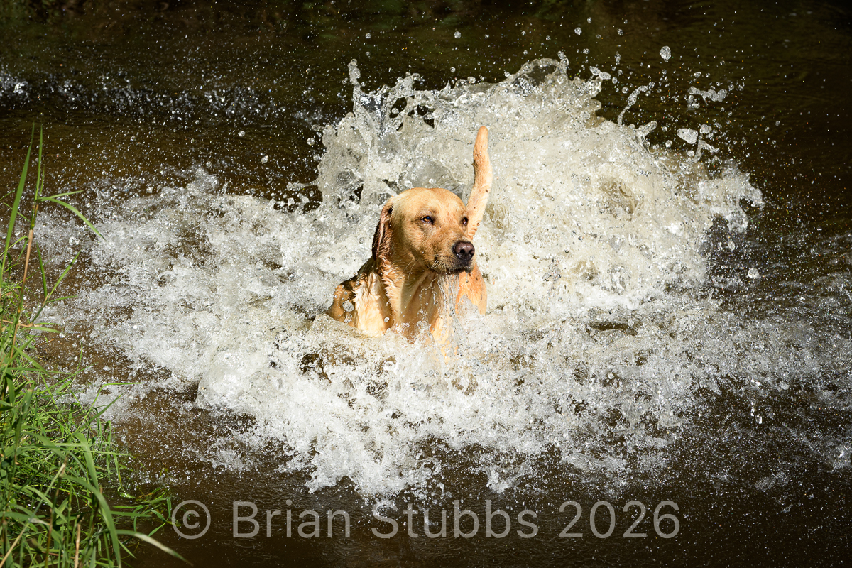 Retriever splash