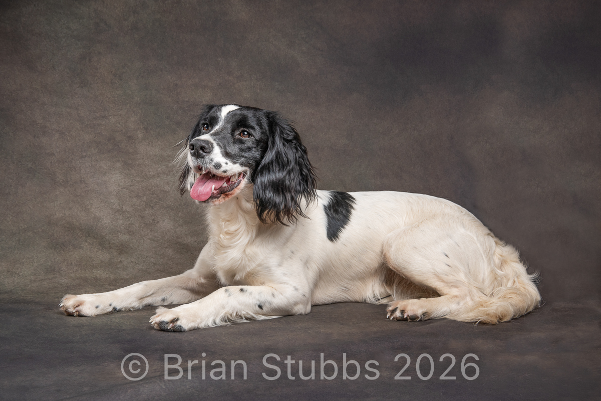 Springer Spaniel